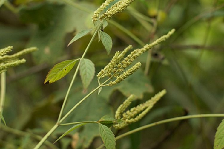 野拔子(唇形科香薷屬植物)