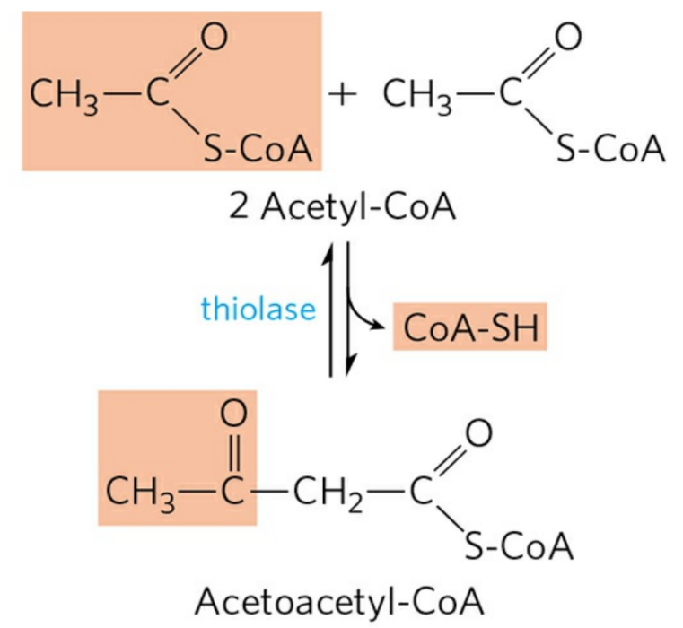 乙醯乙醯輔酶