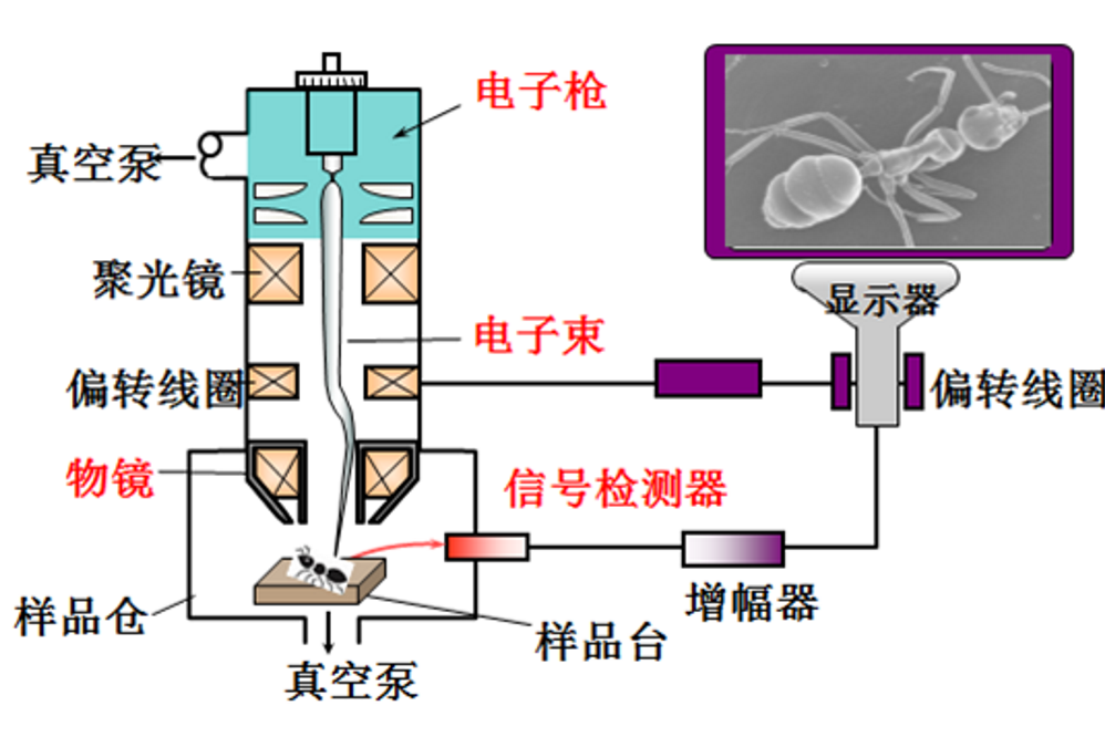 台式掃描電子顯微鏡(台式掃描式電子顯微鏡)