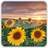 Sunflower Free Live Wallpaper