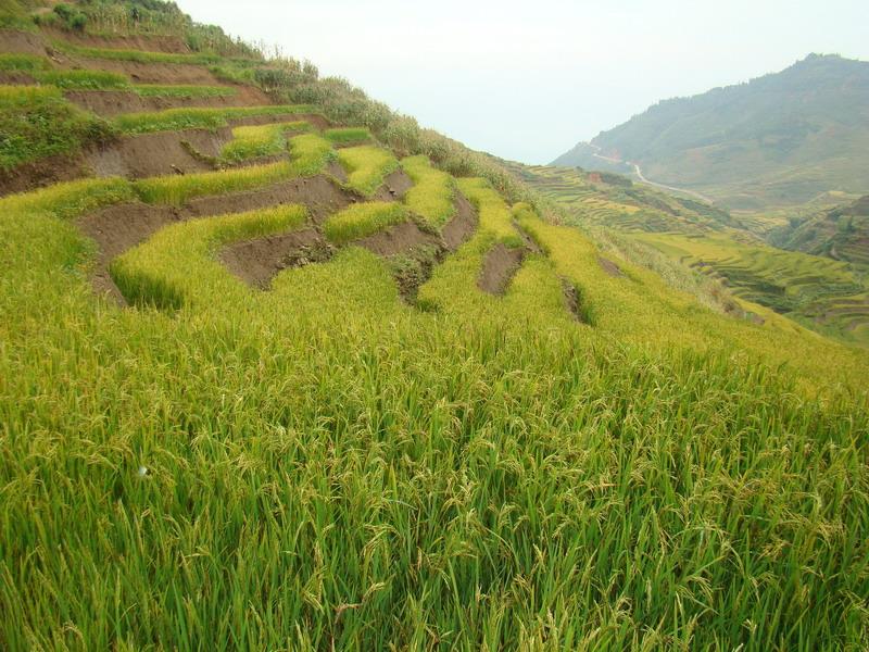 村中田園