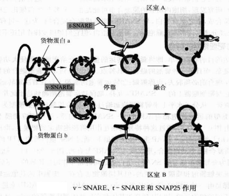 囊泡轉運