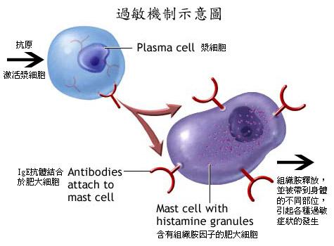 枯草熱結膜炎