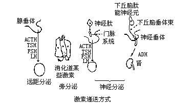 旁分泌細胞