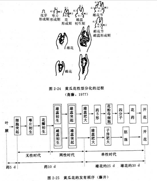 植物發育