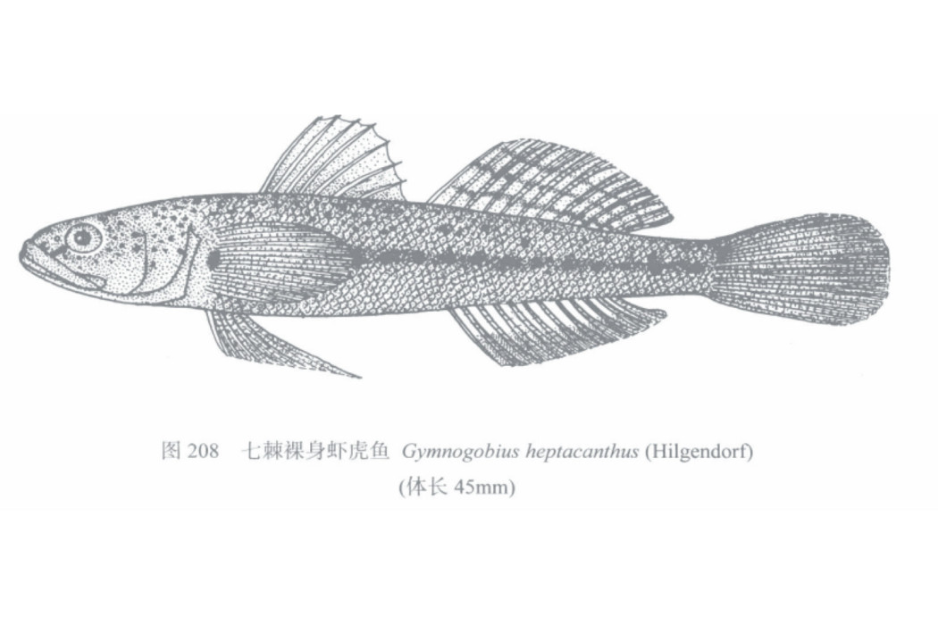 七棘裸身蝦虎魚