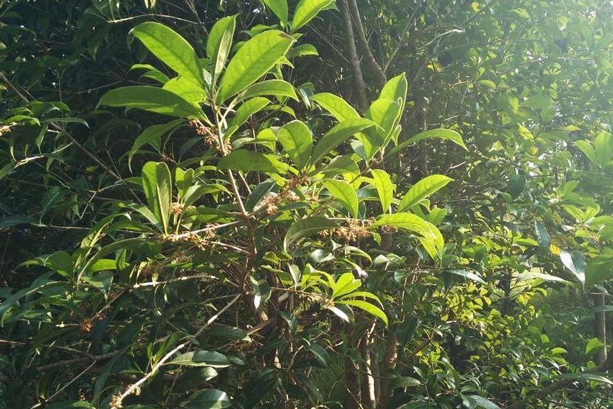 桂花黃山學院11號