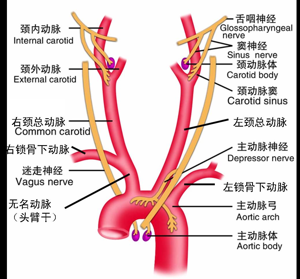 無名動脈