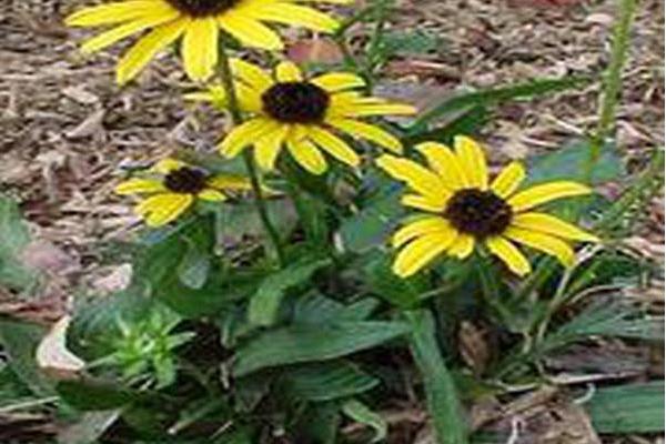 Rudbeckia fulgida \x27Blovi\x27 VIETTE\x27S LITTLE SUZY