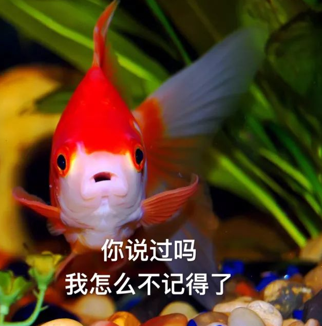 金魚系男友