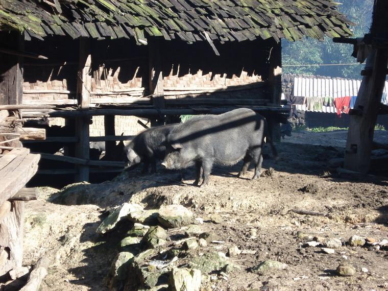 塘上林自然村(雲南省耿馬縣勐撒鎮下轄村)