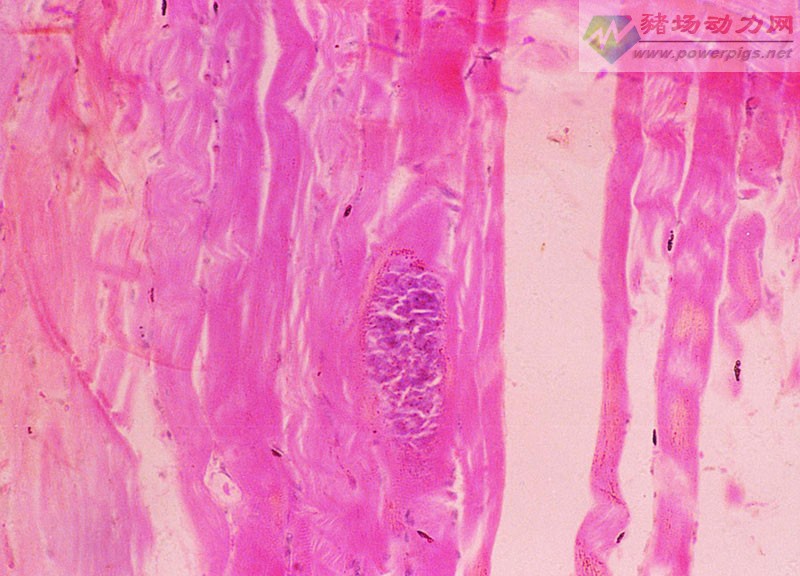 豬住肉孢住子蟲病肌肉中寄生的蟲體切片