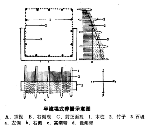 鋸緣青蟹(潮汕赤蟹)