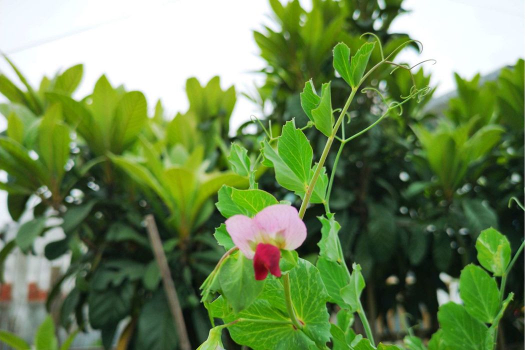 紅花豌豆