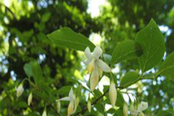 Styrax americanus