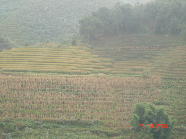 丙簡村耕地