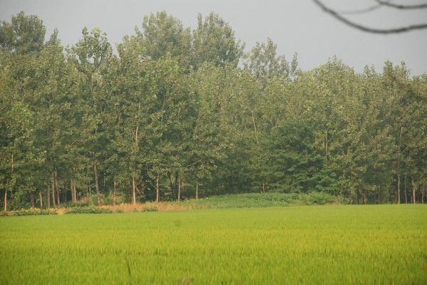 岔河鎮夏橋村漢墓群