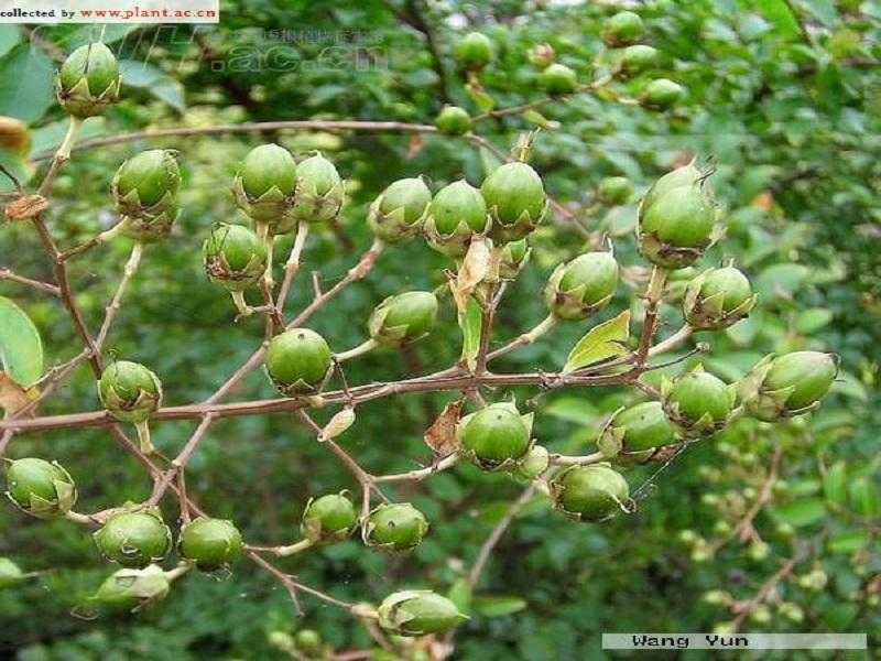 搭棚藤花苞圖