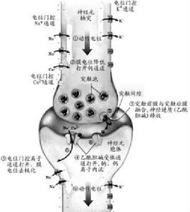 門控離子通道