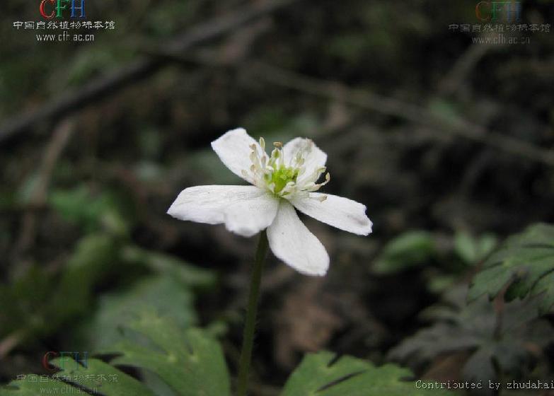 川西銀蓮花