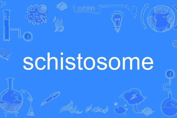 schistosome