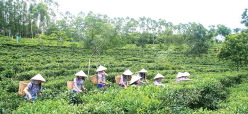 鶴山紅茶製作技藝