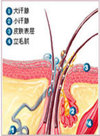 汗腺生態調控