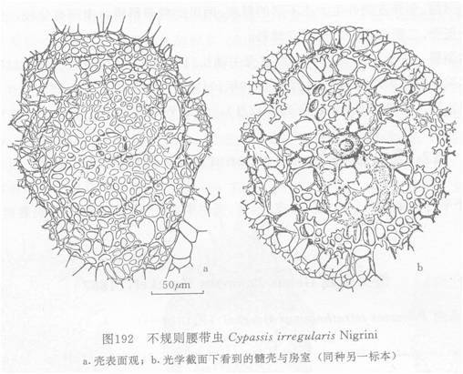 不規則腰帶蟲