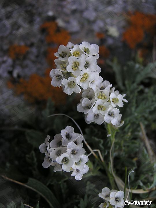 芹葉薺屬