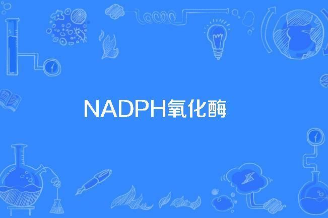 NADPH氧化酶