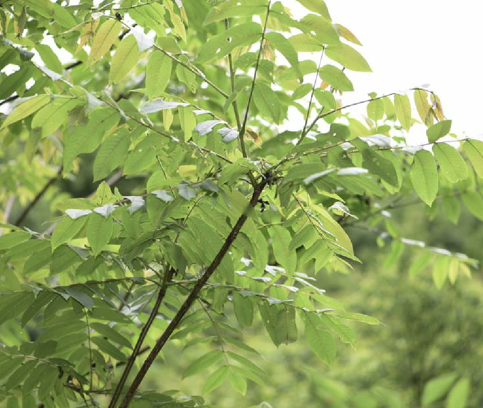 胡桃楸 核桃楸 核桃楸 形態特徵 產地生境 繁殖方法 採種 催芽 播種 栽培技 中文百科全書