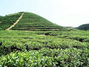 福爾沱茶山