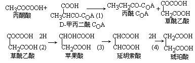 丙酸發酵