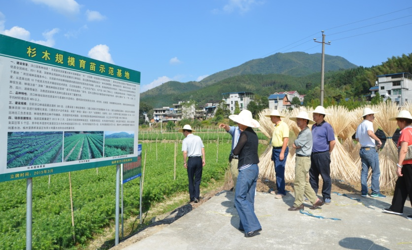 杉木組培基地