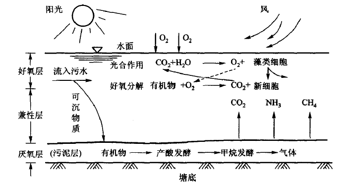 淨化機理圖