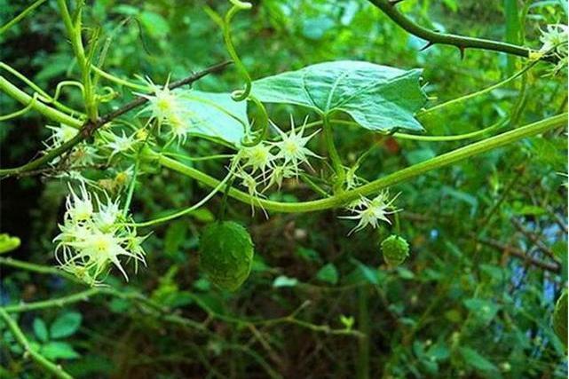 雲南盒子草（變種）