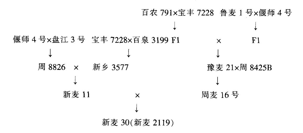 新麥30