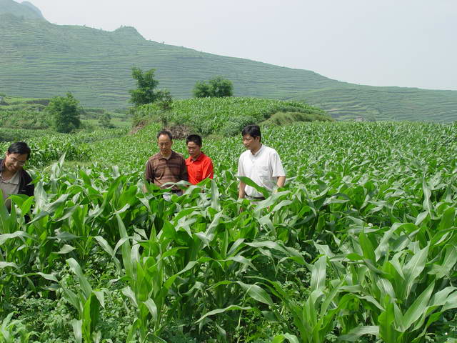 玉米地套種洋芋