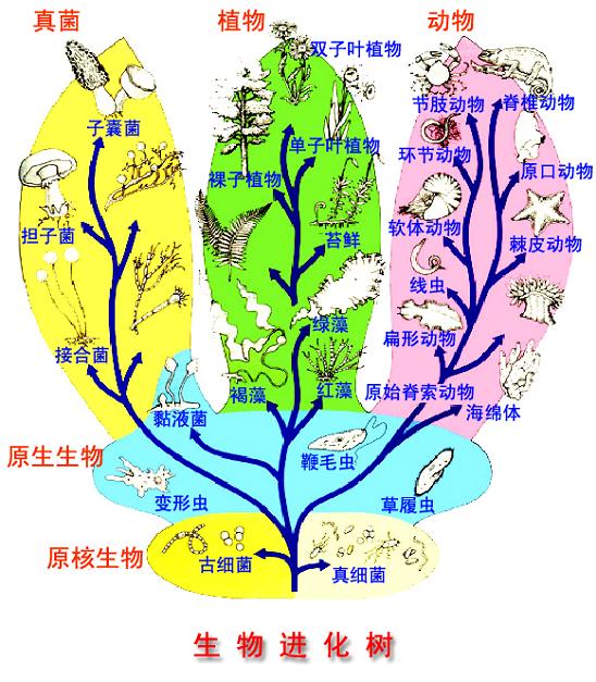 生物分類 歷史 簡介 原核生物界 原生生物界 真菌界 植物界 動物界 常見分類 分 中文百科全書