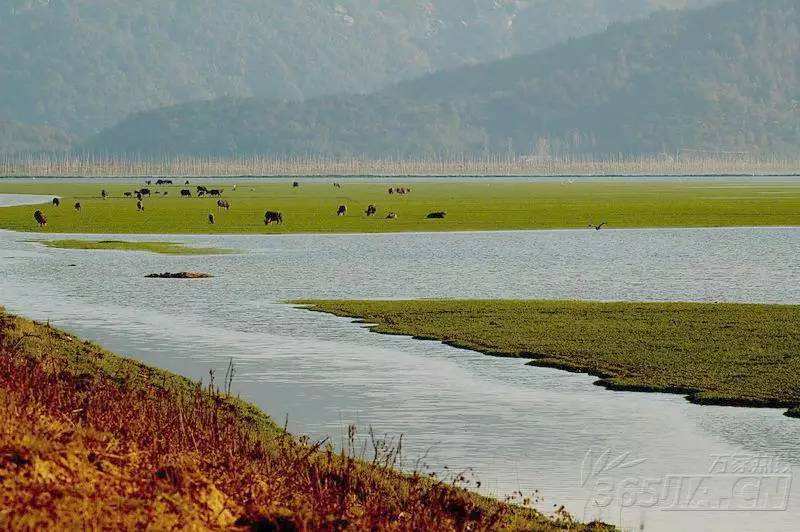 安徽安慶沿江濕地省級自然保護區