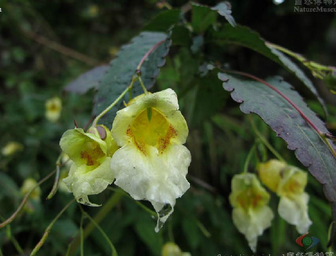 蕁麻葉鳳仙花