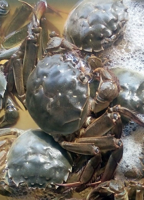 石臼湖螃蟹