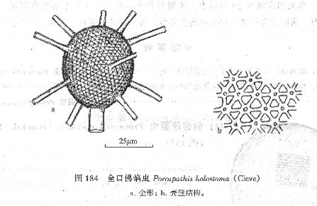 全口佛焰蟲