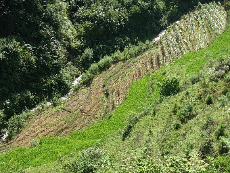 周家寨自然村(雲南省鳳慶縣鳳山鎮周家寨自然村)