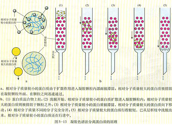 體積排阻色譜法