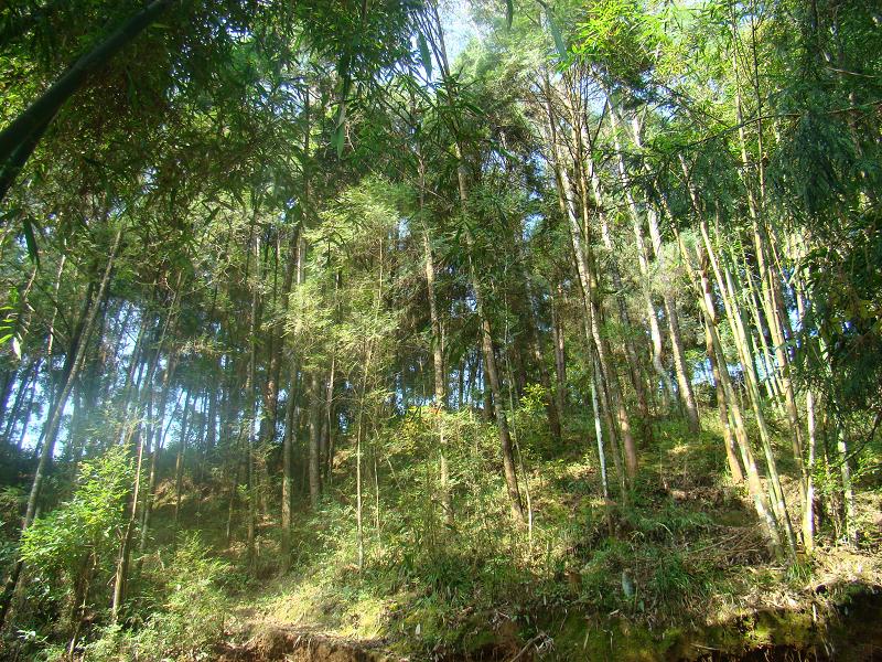 河尾村山林