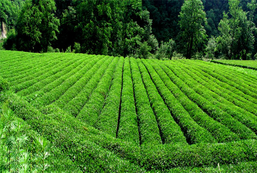 康縣陽壩茶園