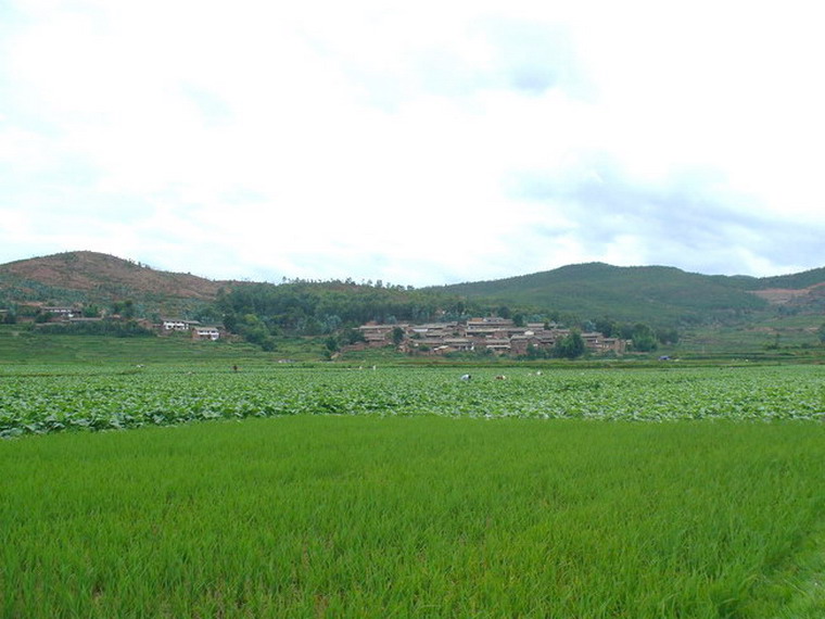 菠羅村