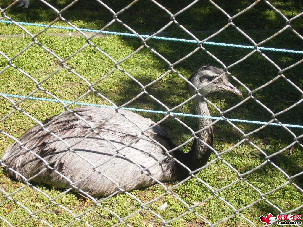 惠靈頓動物園