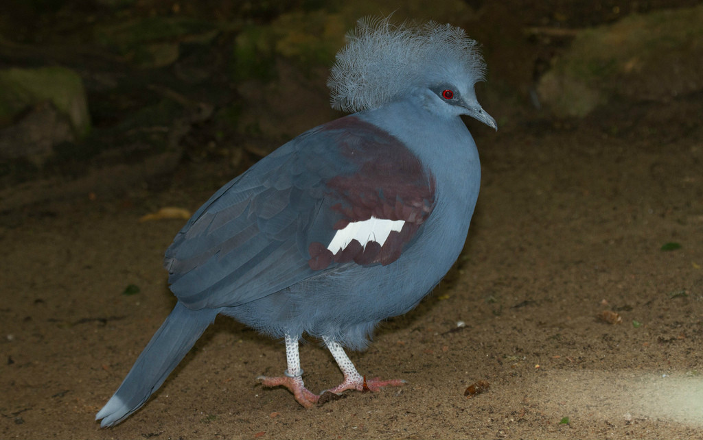 藍風冠鳩